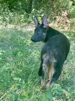 Delta , a female German Shepherd Dog for sale in Streetman, TX – 2 of 7