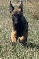 Willow, a female Belgian Malinois and German Shepherd Dog for sale in Streetman, TX – Photo 3 of 9