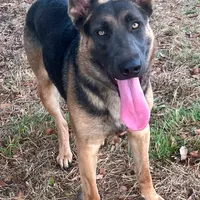Willow, a female Belgian Malinois and German Shepherd Dog for sale in Streetman, TX – Photo 4 of 7