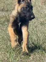 Willow, a female Belgian Malinois and German Shepherd Dog for sale in Streetman, TX – Photo 4 of 9
