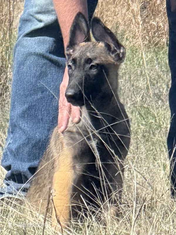 Willow – Belgian Malinois, German Shepherd Dog puppy for sale in Streetman, TX