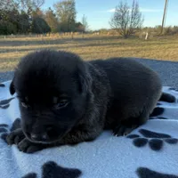 Willow, a female Belgian Malinois and German Shepherd Dog for sale in Streetman, TX – Photo 2 of 7