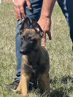 Willow, a female Belgian Malinois and German Shepherd Dog for sale in Streetman, TX – Photo 2 of 9