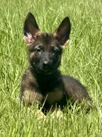 Bax, a male German Shepherd Dog for sale in Streetman, TX – 2 of 7
