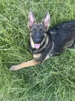 Millie, a female German Shepherd Dog for sale in Streetman, TX – 3 of 8