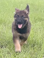 Millie, a female German Shepherd Dog for sale in Streetman, TX – 2 of 8