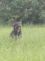 Millie, a female German Shepherd Dog for sale in Streetman, TX – 4 of 8
