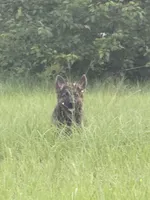 Millie, a female German Shepherd Dog for sale in Streetman, TX – 3 of 8