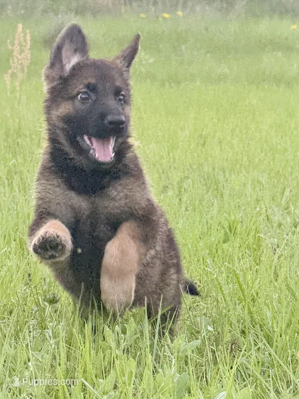 Millie – German Shepherd Dog puppy for sale in Streetman, TX