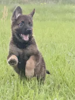 Millie, a female German Shepherd Dog for sale in Streetman, TX – 1 of 8