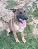 Max, a male Belgian Malinois and German Shepherd Dog for sale in Streetman, TX – 4 of 9