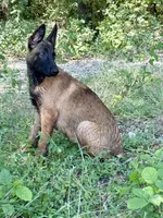 Cookie, a female Belgian Malinois and German Shepherd Dog for sale in Streetman, TX – 4 of 8