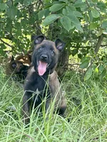Stryder, a male Belgian Malinois for sale in Streetman, TX – 5 of 7