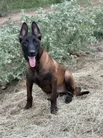 Gator, a male Belgian Malinois for sale in Streetman, TX – 2 of 7