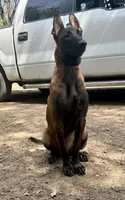 Gator, a male Belgian Malinois for sale in Streetman, TX – 4 of 7