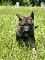 Asher , a male German Shepherd Dog for sale in Streetman, TX – Photo 3 of 8