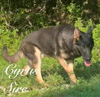 Asher , a male German Shepherd Dog for sale in Streetman, TX – Photo 5 of 8