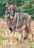 Asher , a male German Shepherd Dog for sale in Streetman, TX – Photo 7 of 8