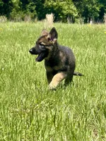 Asher , a male German Shepherd Dog for sale in Streetman, TX – Photo 2 of 8