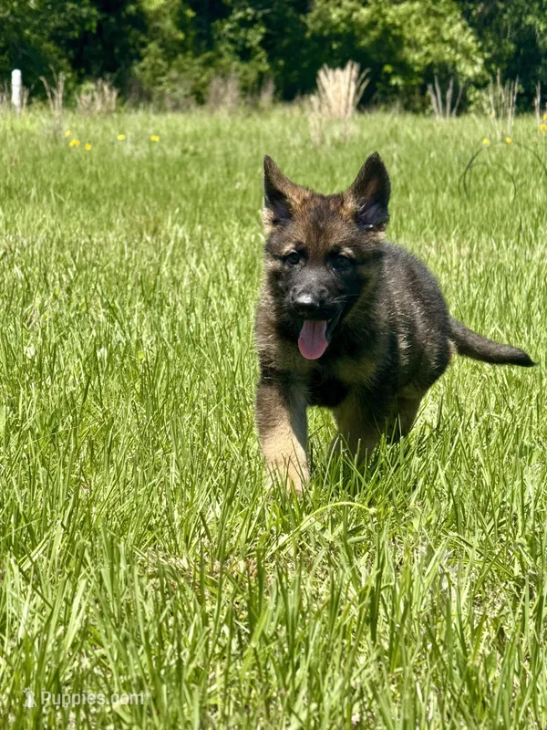 Asher  – German Shepherd Dog puppy for sale in Streetman, TX