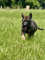 Asher , a male German Shepherd Dog for sale in Streetman, TX – Photo 1 of 8