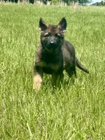 Asher , a male German Shepherd Dog for sale in Streetman, TX – Photo 4 of 8