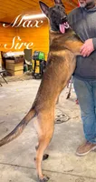 Stryder, a male Belgian Malinois for sale in Streetman, TX – 6 of 7