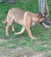 Max, a male Belgian Malinois and German Shepherd Dog for sale in Streetman, TX – 3 of 9