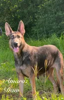 Delta , a female German Shepherd Dog for sale in Streetman, TX – 6 of 6