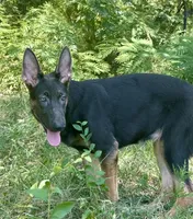 Delta , a female German Shepherd Dog for sale in Streetman, TX – 5 of 7