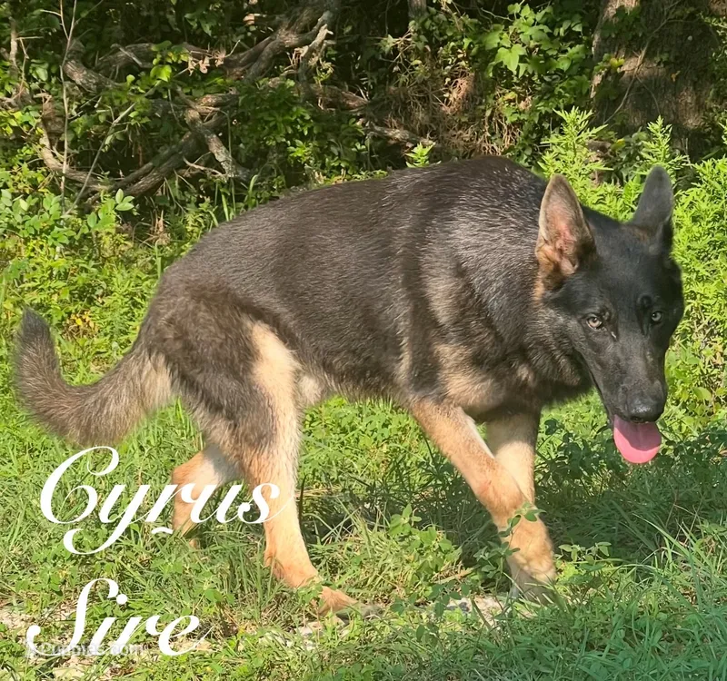 Delta  – German Shepherd Dog puppy for sale in Streetman, TX