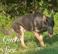 Delta , a female German Shepherd Dog for sale in Streetman, TX – 5 of 6