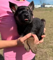 Rossie AKC Registered, a female German Shepherd Dog for sale in Streetman, TX – Photo 2 of 10