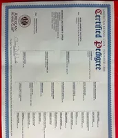 Rossie AKC Registered, a female German Shepherd Dog for sale in Streetman, TX – Photo 9 of 10