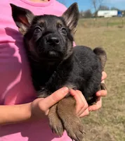Rossie AKC Registered, a female German Shepherd Dog for sale in Streetman, TX – Photo 1 of 10