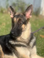 Rossie AKC Registered, a female German Shepherd Dog for sale in Streetman, TX – Photo 8 of 10