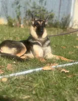 Rossie AKC Registered, a female German Shepherd Dog for sale in Streetman, TX – Photo 7 of 10