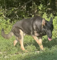 Rossie AKC Registered, a female German Shepherd Dog for sale in Streetman, TX – Photo 4 of 10