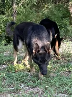 Rossie AKC Registered, a female German Shepherd Dog for sale in Streetman, TX – Photo 3 of 10