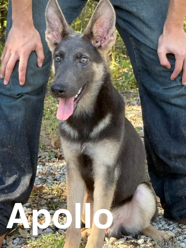 Apollo Blue GSD/AKC Registered