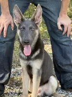 Apollo Blue GSD/AKC Registered, a male German Shepherd Dog for sale in Streetman, TX – Photo 2 of 9