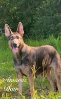 Apollo Blue GSD/AKC Registered, a male German Shepherd Dog for sale in Streetman, TX – Photo 7 of 9