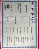 Apollo Blue GSD/AKC Registered, a male German Shepherd Dog for sale in Streetman, TX – Photo 9 of 9