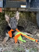 Apollo Blue GSD/AKC Registered, a male German Shepherd Dog for sale in Streetman, TX – Photo 3 of 9