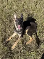 Apollo Blue GSD/AKC Registered, a male German Shepherd Dog for sale in Streetman, TX – Photo 4 of 9