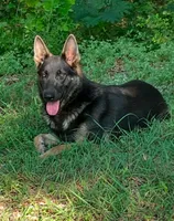 Apollo Blue GSD/AKC Registered, a male German Shepherd Dog for sale in Streetman, TX – Photo 6 of 9