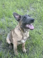 Radar, a male Belgian Malinois and German Shepherd Dog for sale in Streetman, TX – 4 of 9