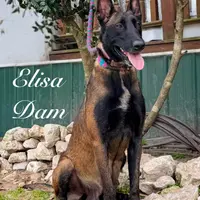 Ranger, a male Belgian Malinois for sale in Streetman, TX – Photo 4 of 7