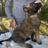 Ranger, a male Belgian Malinois for sale in Streetman, TX – Photo 3 of 7