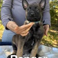Ranger, a male Belgian Malinois for sale in Streetman, TX – Photo 2 of 7